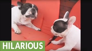 Hilarious French Bulldog barking compilation [upl. by Aihsile624]