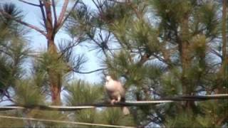 Eurasian Collared Dove Documentary [upl. by Mccoy768]