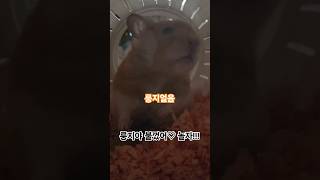 야행성햄찌 룽지야 불껐어 놀자♡골든햄스터 hamsters ハムスター [upl. by Hotchkiss]