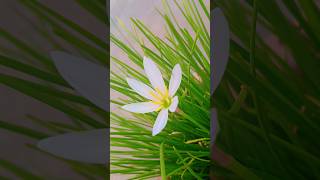 Zephyranthes candida white windflower white rain lily lilyflower 🤍🤍 [upl. by Etterual]