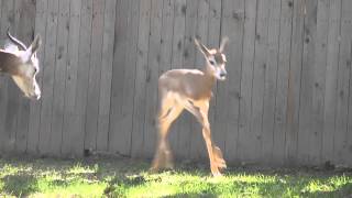 Young dama gazelle explores yard [upl. by Alejandra831]