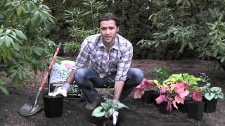 Planting Perennials  How To Video Series [upl. by Toland]