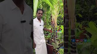 കരിമ്പ് കൃഷി  Karimbu Krishi Malayalam  Sugarcane Krishi  Sugarcane Farming In Malayalam Karimbu [upl. by Rossen]