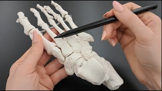 Skeleton of the Foot  Tarsals  Metatarsals  Phalanges  Made Simple [upl. by Hynda833]