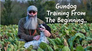 Gundog Trainingfrom the beginning [upl. by Ilrebmik]