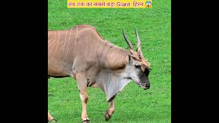 Giant Eland World Largest Antelope 😱  shorts animals shortsfeed giant [upl. by Box]