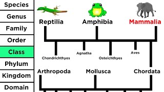 Phylogeny and the Tree of Life [upl. by Bryana252]