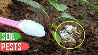 ORGANIC SOIL PEST CONTROL FOR GARDEN MILLIPEDES amp SOIL PESTS IN GARDENING [upl. by Laurita]