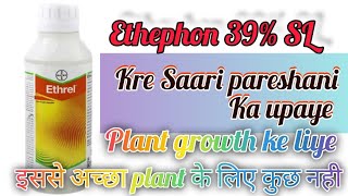 Ethephon 39 SL  Bayar ka Ethrel plant growth Promoter agriculture youtube farming [upl. by Muhan321]