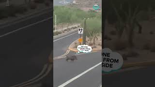 Why Did The Javelina Cross The Road  ViralHog [upl. by Wesla]