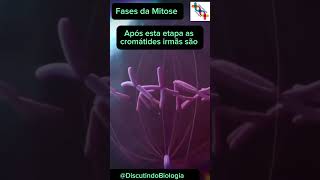 Fases da Mitose resumo shortvideo shortsvideo biologia enem enem2024 shorts short célula [upl. by Beltran]