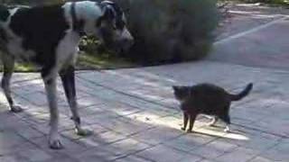 Cat vs Great Dane [upl. by Erline509]