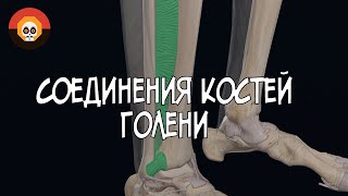 Соединения костей голени 3D Анатомия [upl. by Camille]