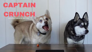 Funny Mini Husky Reaction To Tasting Fruit amp Veg [upl. by Einafpets]