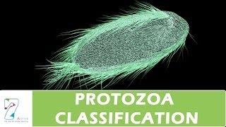 PROTOZOA CLASSIFICATION [upl. by Enayd]