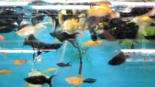 Black and Gold Mollies Fantasy Aquatics [upl. by Baerl417]