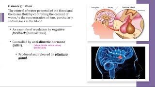 A Level Biology  141 Homeostasis in mammals [upl. by Ierbua]