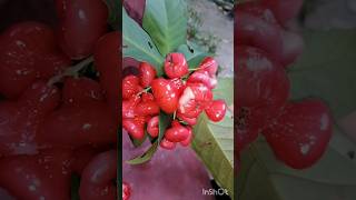 amazing catting shortvideo fruit viralvideo [upl. by Initsed]