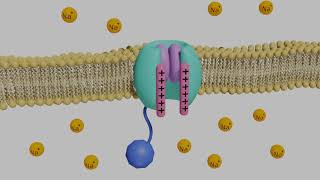 VoltageGated Sodium Channels in Neurons [upl. by Ilagam]