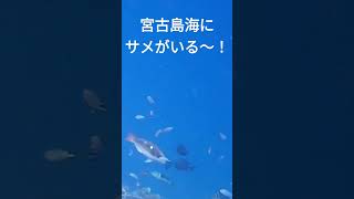 宮古島海にサメが二匹現れてきた！宮古島スキューバダイビングサメ [upl. by Hynda]