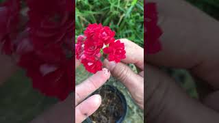 Instructions for growing Kalanchoe plants in the home garden [upl. by Camfort524]