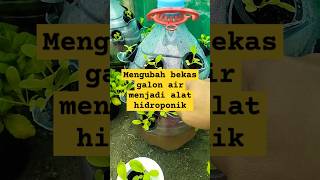 Hidroponik pemula dari galon bekas air hidroponik garden berkebun farming sayur shorts [upl. by Ikkir]