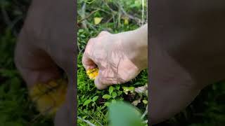 EDIBLE GOLD chanterelles mushrooms finland nature [upl. by Ymirej]