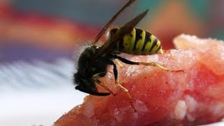 Wespe sammelt Fleisch Nahaufnahme Gemeine Wespe Deutsche Wespe Close up wasp [upl. by Acinahs]