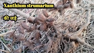 Xanthium strumarium ROOT SYSTEM tajagroproducts1312 [upl. by Lleon]