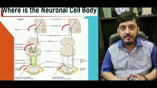 Ascending Tracts Spinal Cord  Spinothalamic  Dorsal Column  Spinocerebellar  M Kamran Ameer [upl. by Aztiraj]