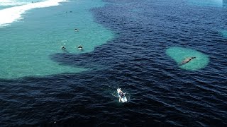 MASSIVE SWARM OF ANCHOVIES [upl. by Ibot]