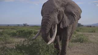 Amboseli 2014  David Yarrow Photography [upl. by Ivar]