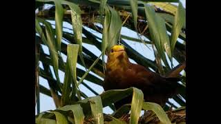 Russetbacked Oropendola calling [upl. by Acalia]