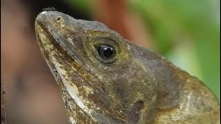 Basilisk Lizard Allows Ant to Crawl All Over Its Face [upl. by Atinid]