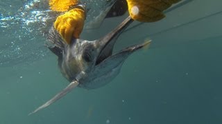 Exciting Sailfish Fight on Light Tackle Fishing Hutchinson Island [upl. by Trab653]