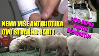 UMESTO ANTIBIOTIKA  rešava PROLIV  rešava NIMFOMANIJU zbog mikotoksina  rešava ŠEPANJE A BEZ [upl. by Dalis]