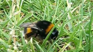 Bombus terrestris  httpaqualouryfrgd [upl. by Jerrilee]