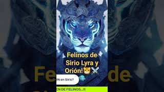 urmah Diferencia entre los felinos de Sirio Lyra y Orión [upl. by Atirys]