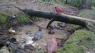 Cardinals waiting their turn at the watering hole [upl. by Resay558]