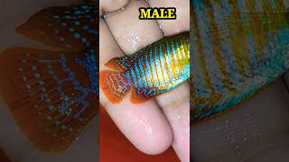 GOURAMI FISH BREEDING  HOW TO BREED GOURAMI FISH MALE FRMALE shorts gouramifish gouramibreeding [upl. by Michelina]