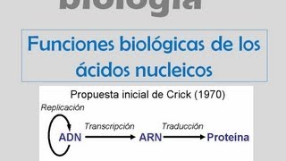 Funciones de los ácidos nucleicos [upl. by Ahsuoj]