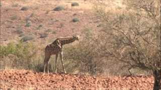 Etendeka Mountain Camp  Damaraland Namibia [upl. by Anatniuq]