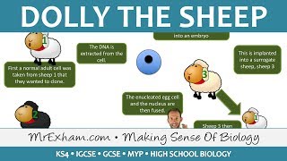 Cloning animals  Dolly the sheep  GCSE Biology 91 [upl. by Balduin811]