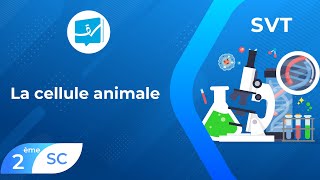 2ème Sciences  SVT  La cellule animale [upl. by Aedrahs]