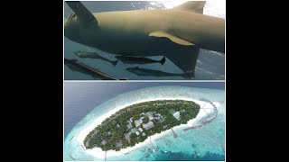 Reethi Beach Resort MaldivesShark snorkeling OCEAN FANATICS [upl. by Naasar603]