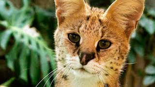 Dallas Zoos Serval Cat Makes Impressive Jump [upl. by Attennhoj629]