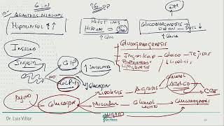 Endocrinología  DM octeto ominoso de la hiperglicemia y antidiabeticos [upl. by Rafaela383]