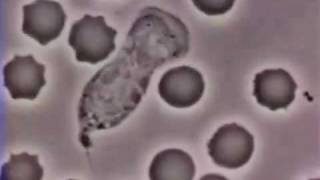 White Blood Cell chasing Bacteria with Benny Hill theme and ON NOM NOM 2 [upl. by Attirb612]