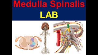 Medulla Spinalis [upl. by Adirf]