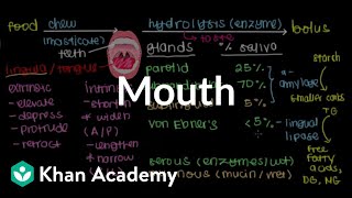 Mouth  Gastrointestinal system physiology  NCLEXRN  Khan Academy [upl. by Larissa]